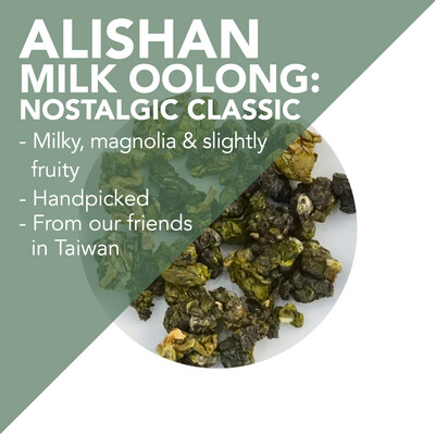 Handpicked Alishan Milk Oolong – Nostalgic Classic – milky, magnolia, and slightly fruity